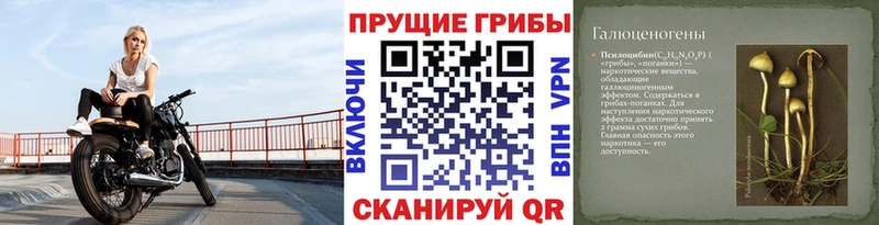 Купить закладки  Миллерово  Галлюциногенные грибы Psilocybe 